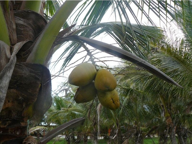 Lot 19 Dolphin Court, Agnes Water QLD 4677