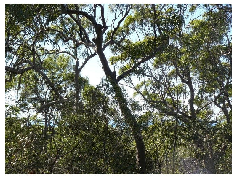 Lot 20 Rafting Ground Rd, Agnes Water QLD 4677