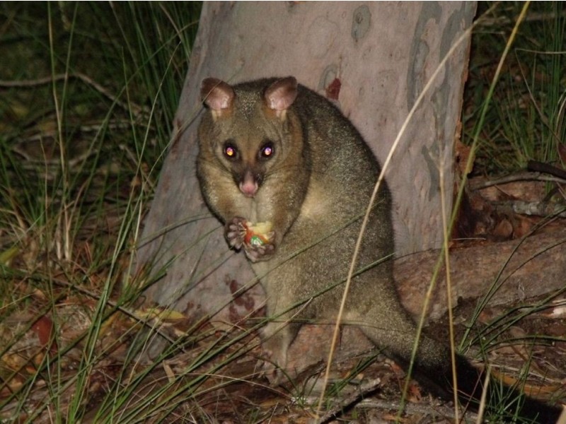 Lot 12 Bootmaker Drive, Agnes Water QLD 4677