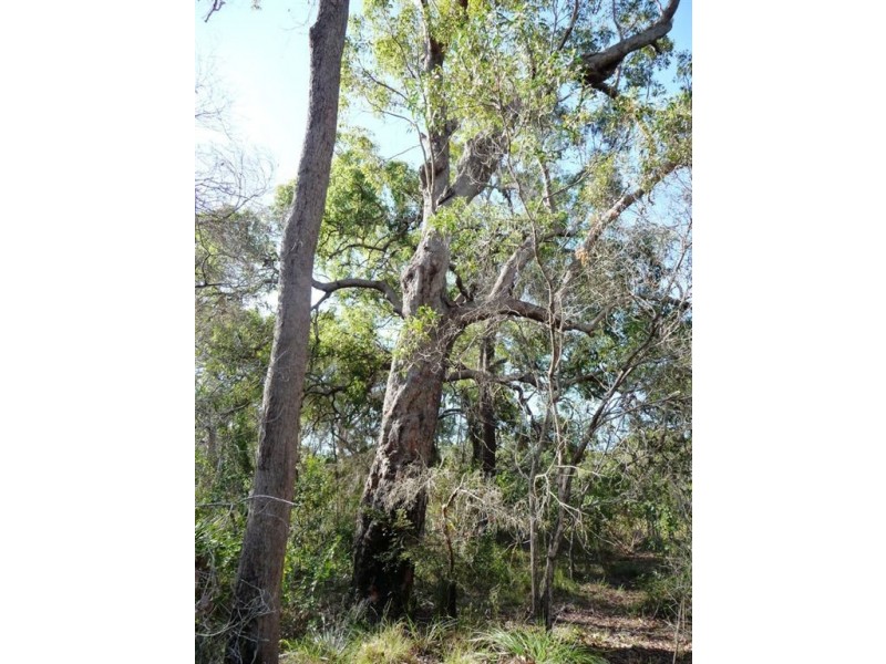 156 Masthead Drive, Agnes Water QLD 4677