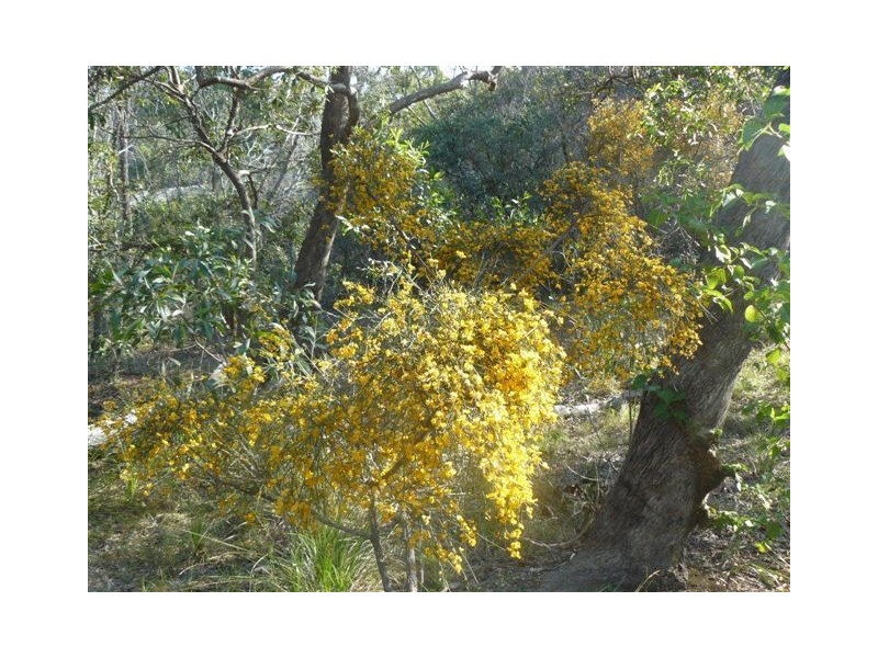 Lot 228 Countess Russell Crescent, Agnes Water QLD 4677