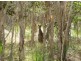 Lot 239 Allingham Way, Agnes Water QLD 4677