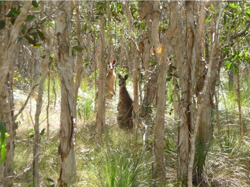 Lot 239 Allingham Way, Agnes Water QLD 4677