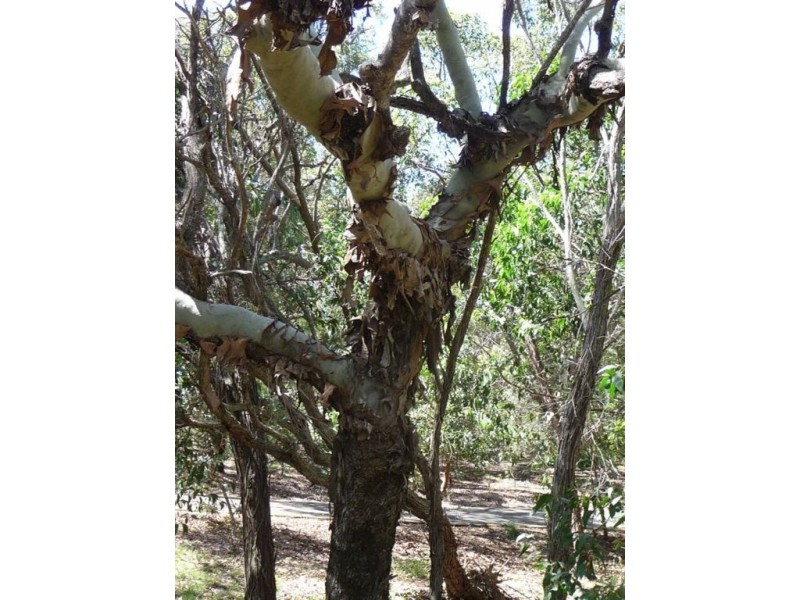 Lot 80 Springs Road, Agnes Water QLD 4677