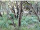Lot 138 Springs Road, Agnes Water QLD 4677