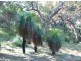 Lot 155 Springs Road, Agnes Water QLD 4677