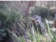 Lot 35 Mineral Road, Rosedale QLD 4674