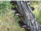 Lot 139 Josefski Road, Agnes Water QLD 4677