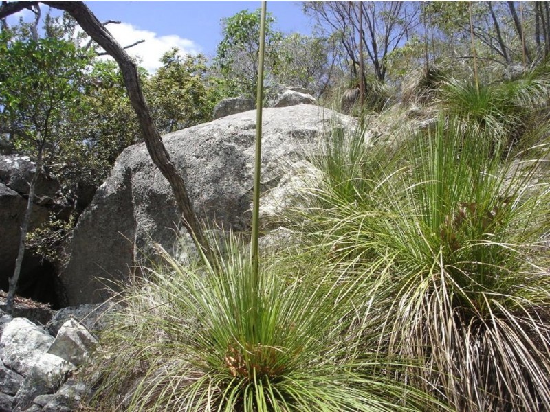 Lot 155 Capricornia Drive, Deepwater QLD 4674