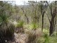 Lot 155 Capricornia Drive, Deepwater QLD 4674