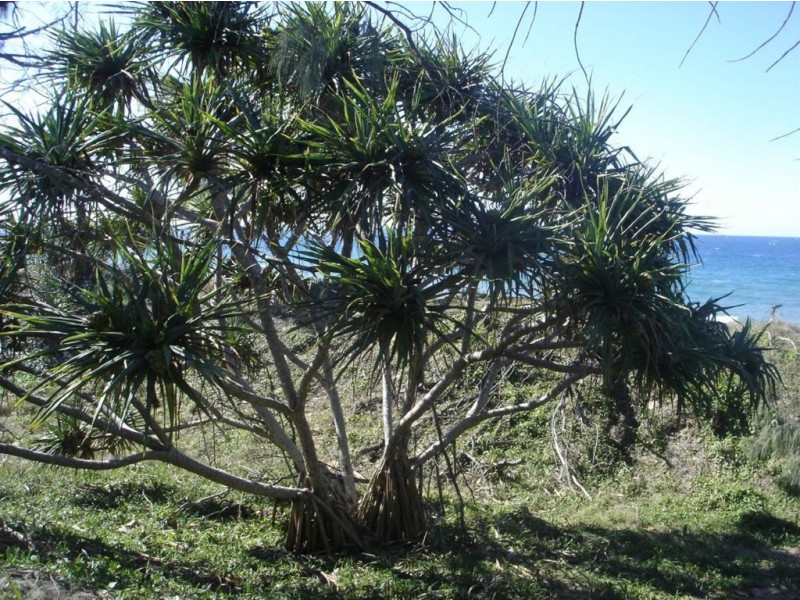 219 Kate Avenue, Deepwater QLD 4674