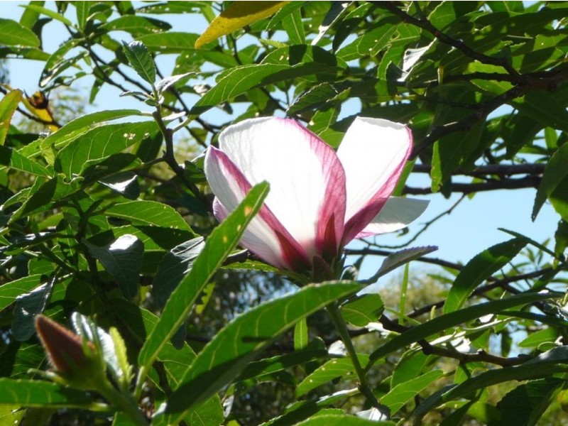 9 Bayview Close, Agnes Water QLD 4677