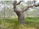 Lot 373 Streeter Drive, Agnes Water QLD 4677
