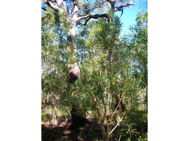 109 Streeter Drive, Agnes Water QLD 4677