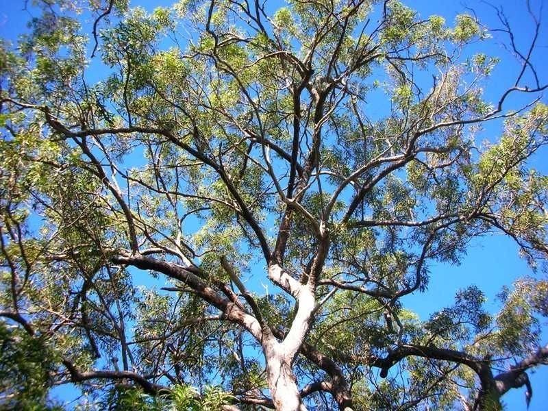 109 Streeter Drive, Agnes Water QLD 4677