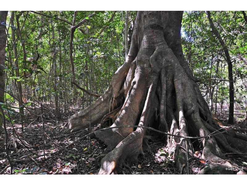 74 Innamincka Way, Agnes Water QLD 4677