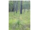 Lot 209 Davies Road, Captain Creek QLD 4677