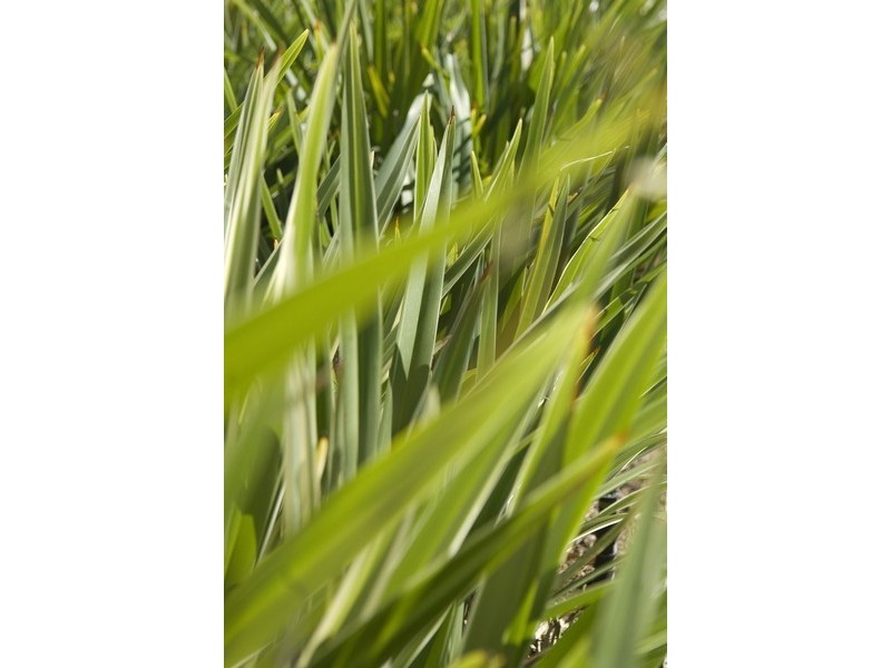 7 Kingsway Gardens, Canning Vale WA 6155