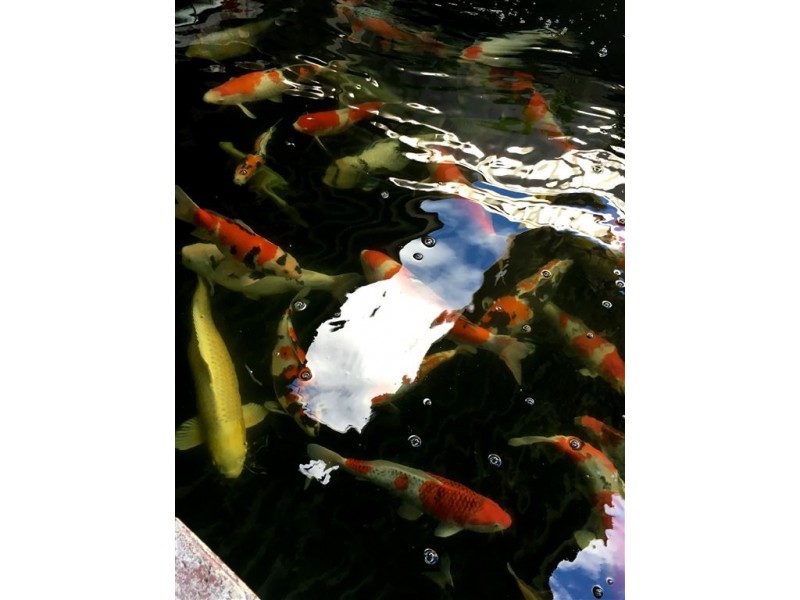 57 Johanson Promenade, Murdoch WA 6150