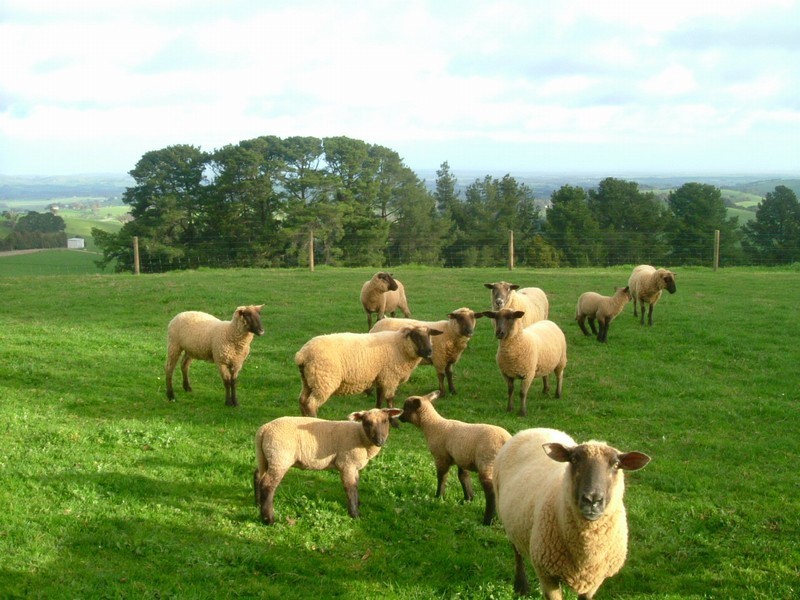 1435 Mardan Rd,, Mardan VIC 3953