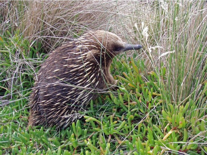 00 Big Dog Island, Welshpool VIC 3966