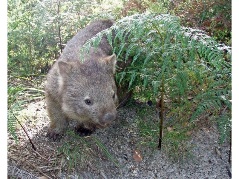 00 Big Dog Island, Welshpool VIC 3966