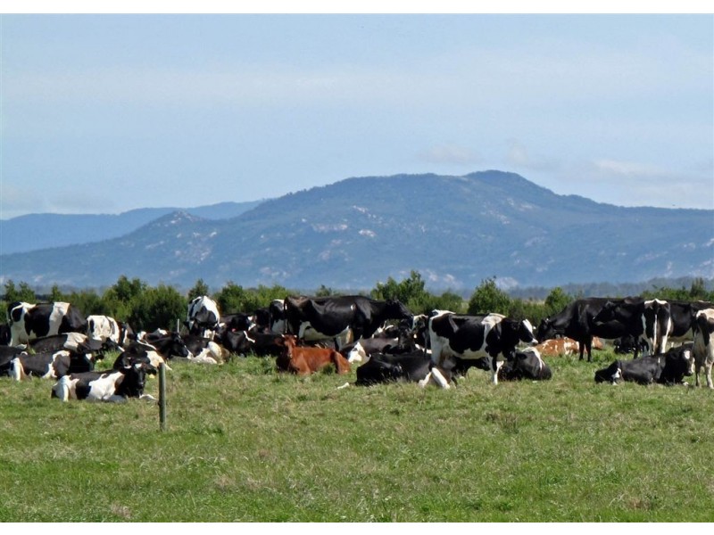 00 Big Dog Island, Welshpool VIC 3966