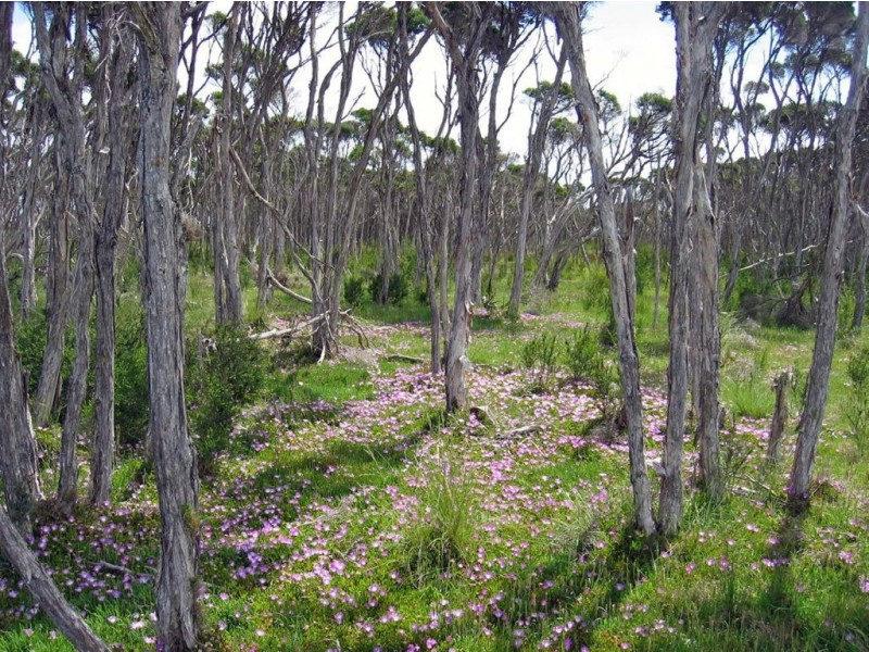 00 Big Dog Island, Welshpool VIC 3966