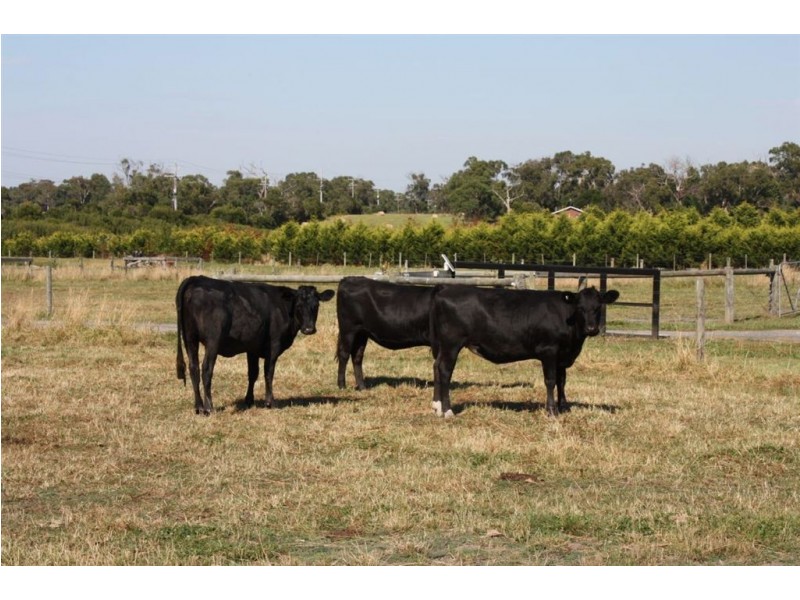 735 Lynnes Road, Wattle Bank VIC 3995