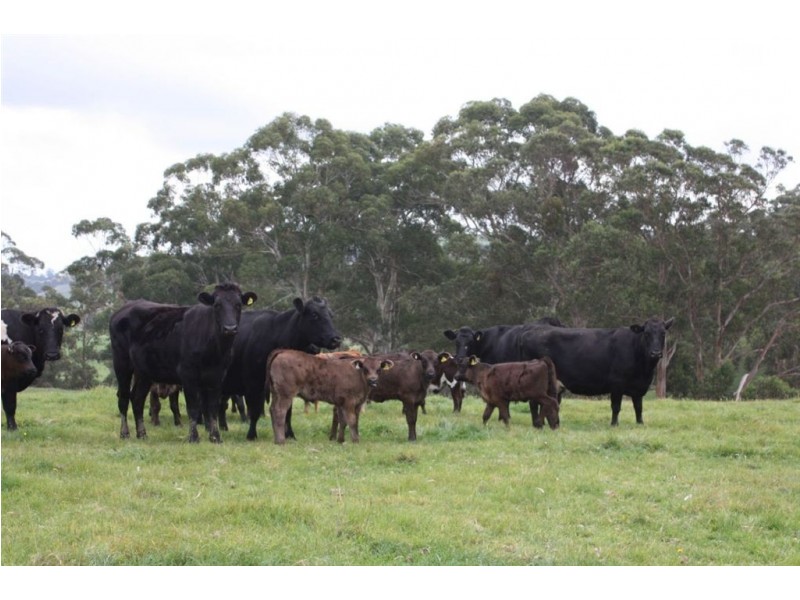 1921 Warragul Korumburra Rd, Mountain View VIC 3988