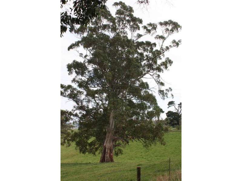 1921 Warragul Korumburra Rd, Mountain View VIC 3988