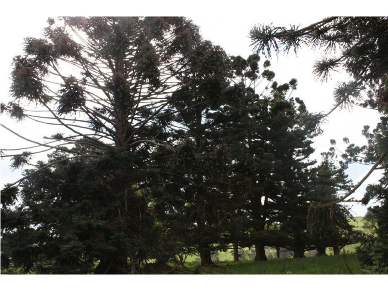 260 Harveys Road, Leongatha VIC 3953