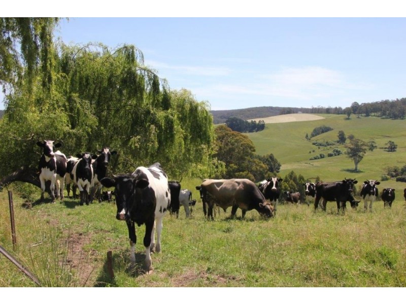 3441 Grandridge Ridge Road, Mirboo North VIC 3871