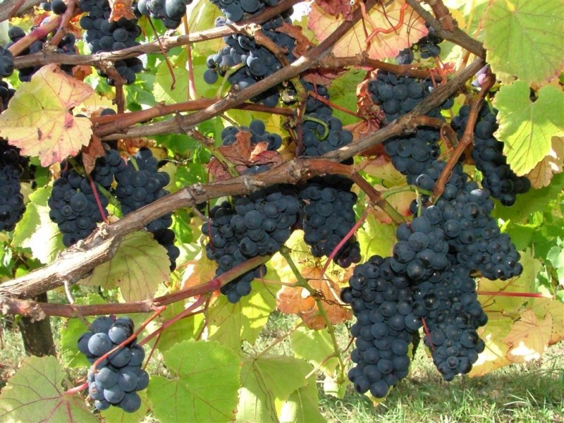 527 Fish Creek Foster Road, Foster VIC 3960