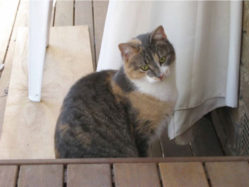 39 Evelyn Road, Ringwood North VIC 3134