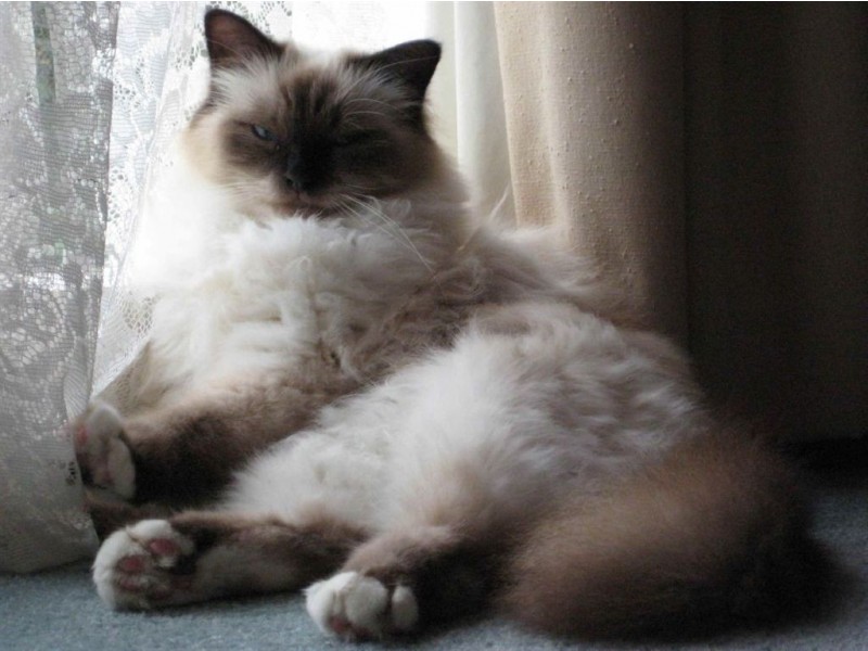 39 Evelyn Road, Ringwood North VIC 3134