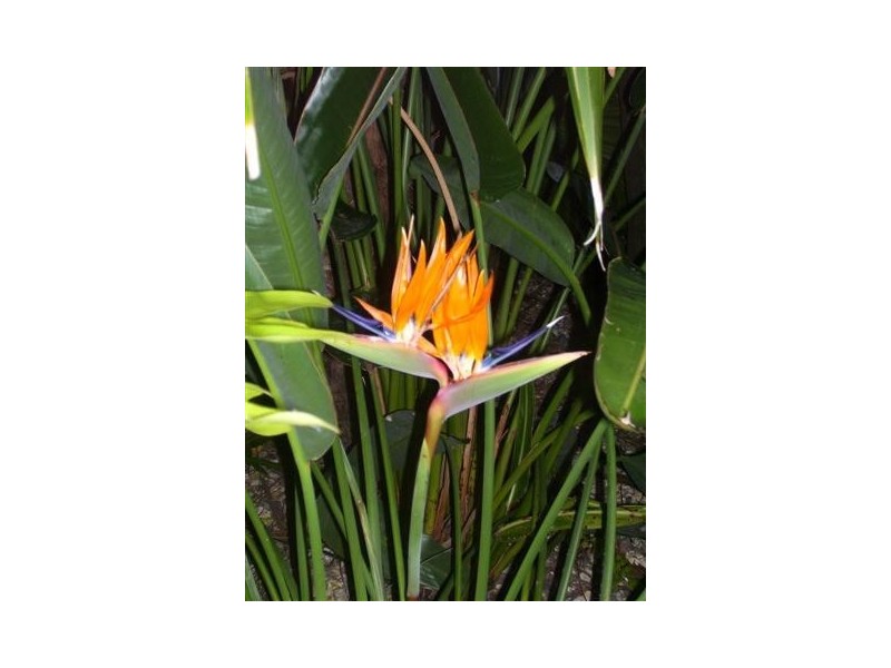 13 Andrew Avenue, Pottsville NSW 2489