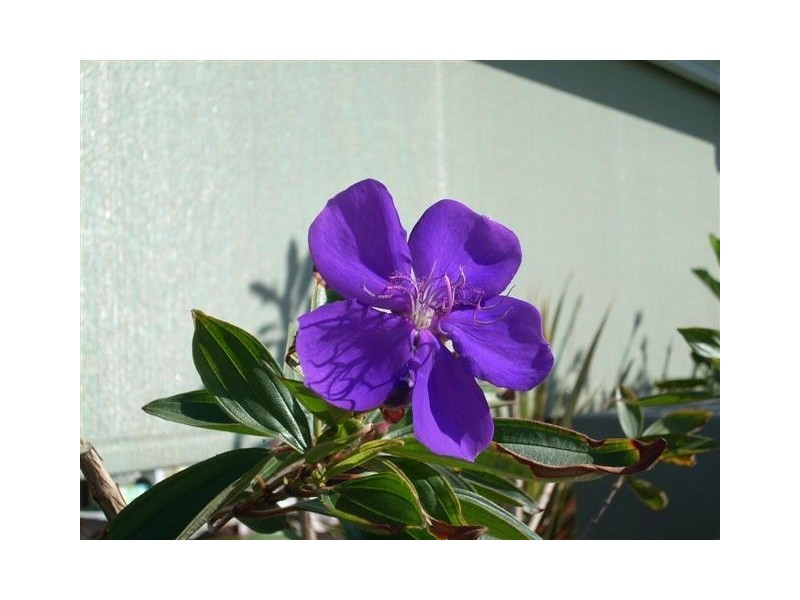 22/42 Ballina Steet, Pottsville NSW 2489