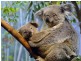 LOT 320 Hovea, Pottsville NSW 2489