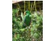 LOT 320 Hovea, Pottsville NSW 2489