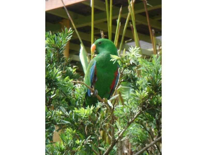 LOT 320 Hovea, Pottsville NSW 2489