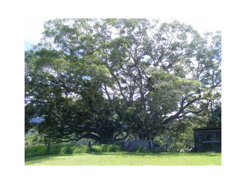 1904 Numinbah Road, Numinbah NSW 2484