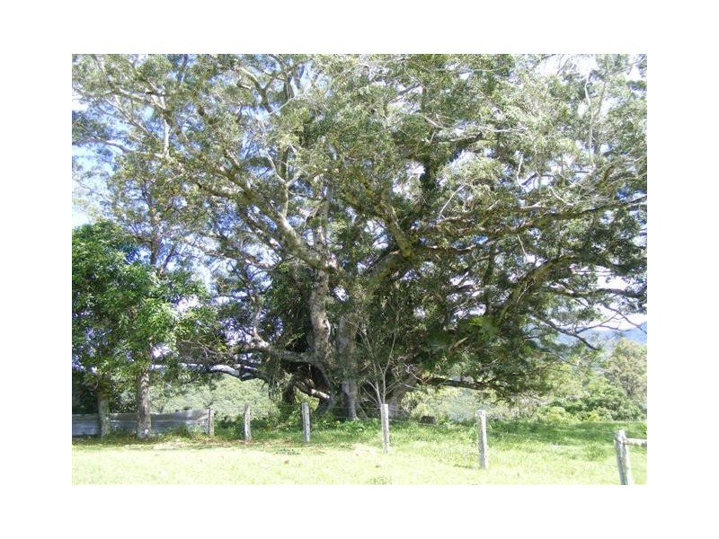 1904 Numinbah Road, Numinbah NSW 2484