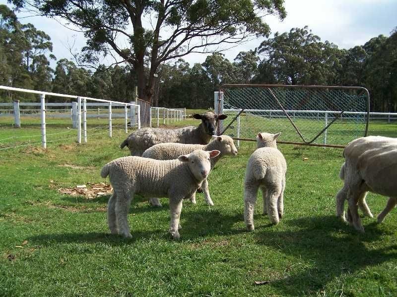 40 Jervis Bay Road, Falls Creek NSW 2540