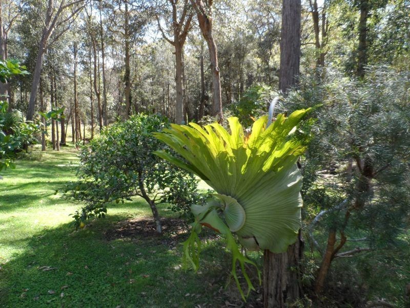 288 Woollamia Road, Woollamia NSW 2540