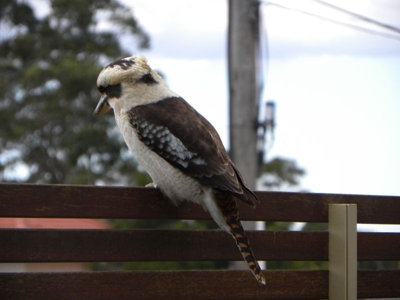 37 Excellent Street, Vincentia NSW 2540