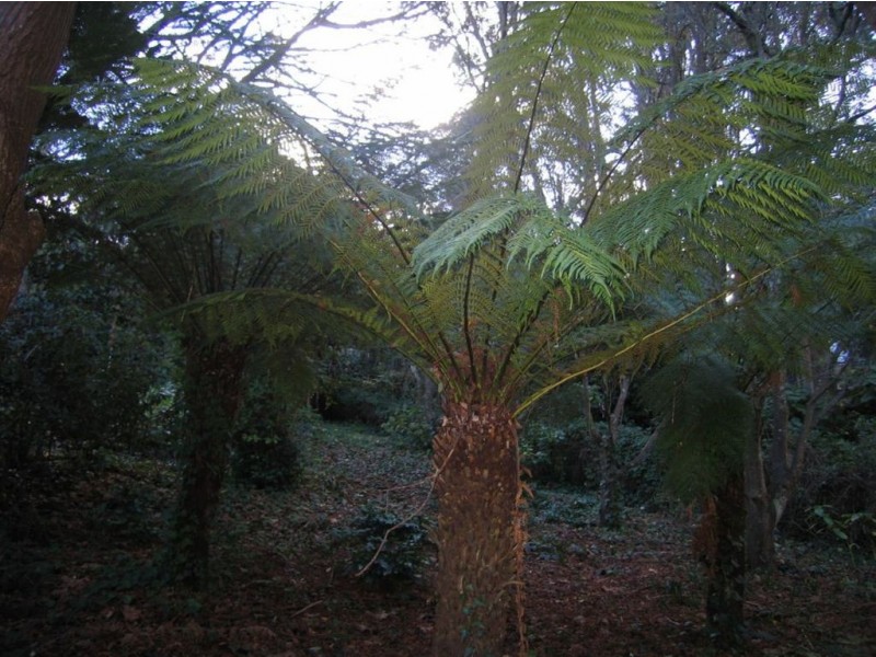 6A Rivington ave, Kallista VIC 3791