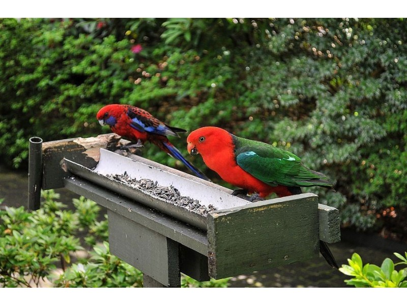 4 Cooloongatta Road, Sassafras VIC 3787