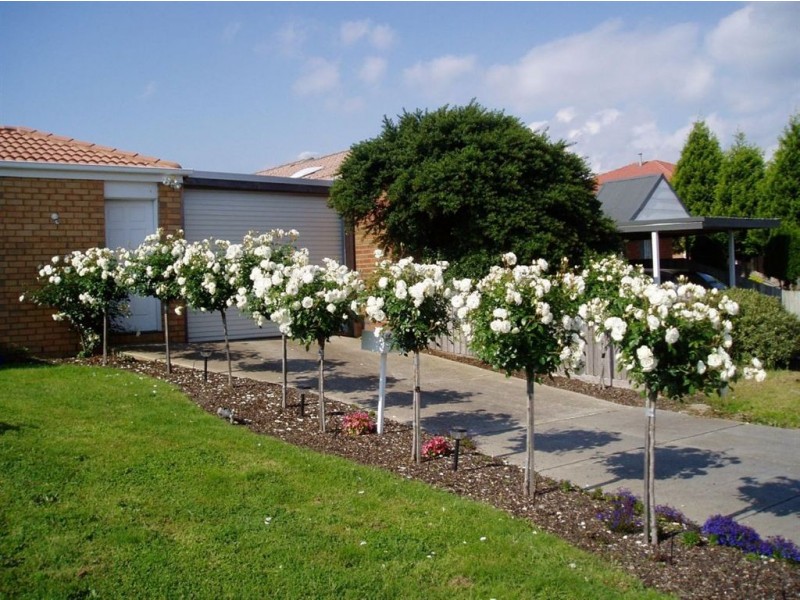 3 St Shenouda Ct, Hallam VIC 3803