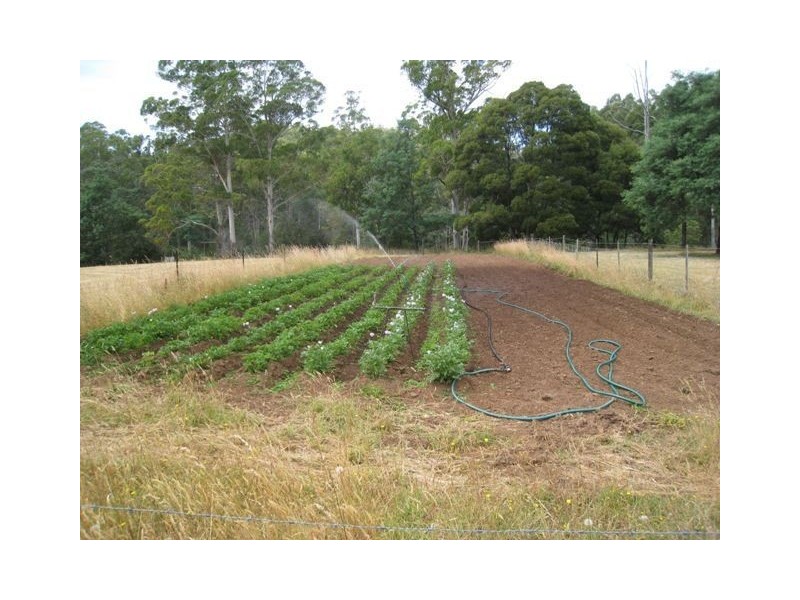 Paloona TAS 7310